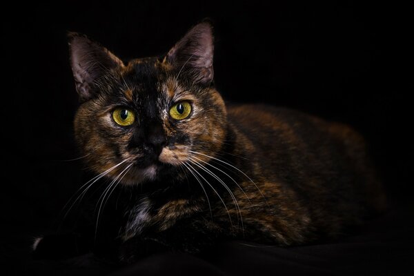 Ritratto di un gatto tricolore su sfondo nero