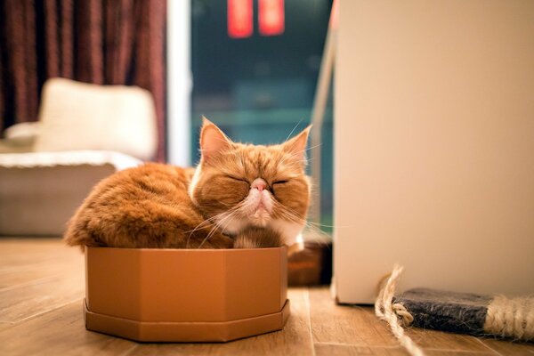 A domestic cat sleeps in a box