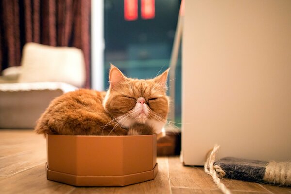 Chat domestique dort dans une boîte