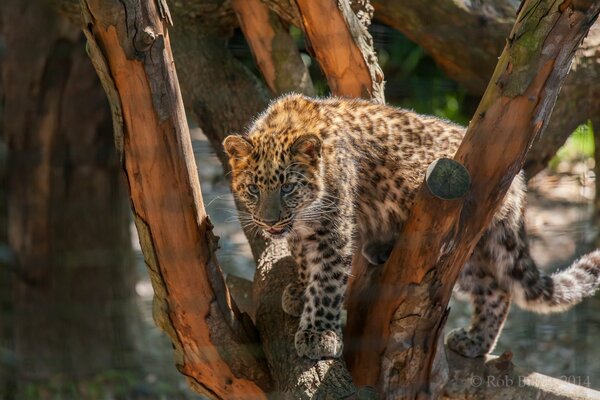 Leopard cub walks through the trees