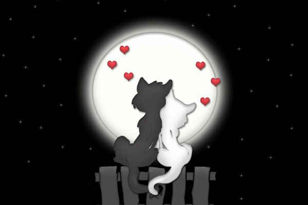 El amor de los gatos por la noche bajo la Luna