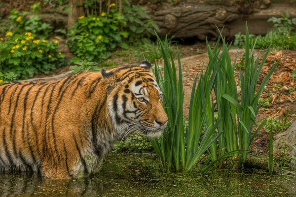 El depredador salvaje se baña. Tigris
