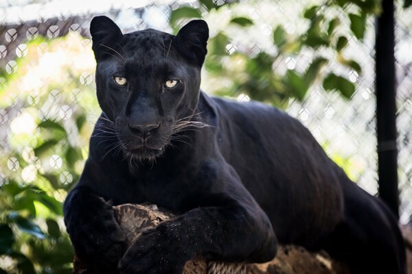 Eine schwarze Wildkatze, ein Leopard, liegt auf einem Baumstamm