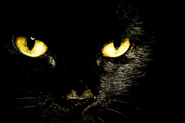 Cat on a black background with yellow eyes