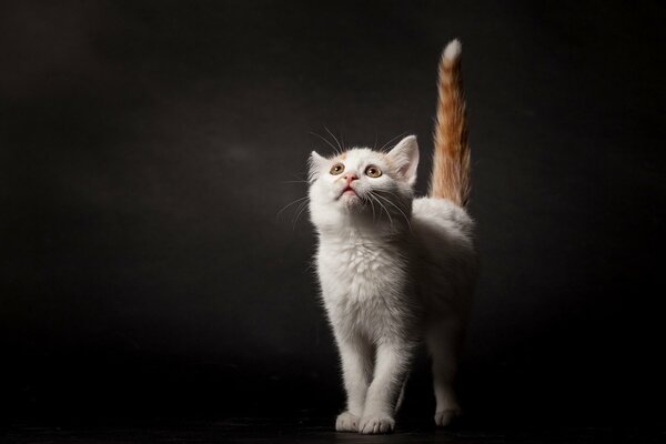 A white-red kitten on a black background