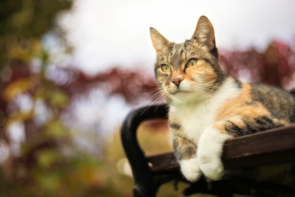 A tricolor cat is lying on a bench