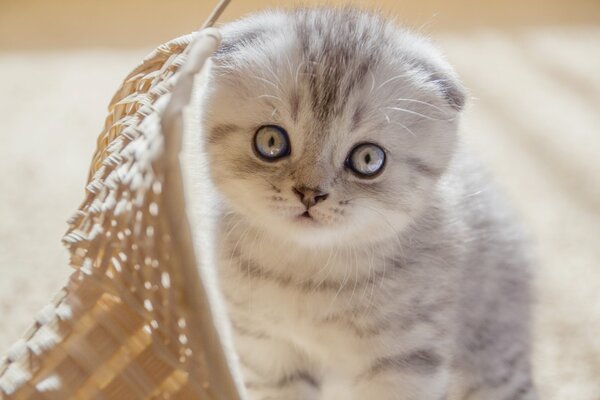 Gatito gris doblado sentado cerca de una cesta de mimbre