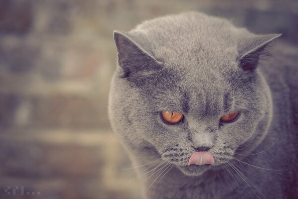 Gato británico lame la nariz