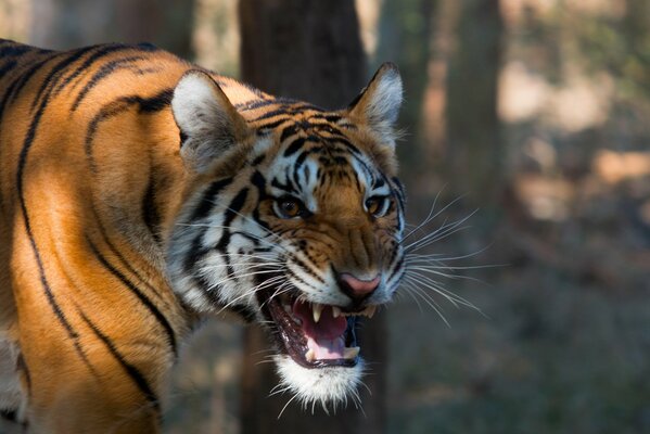 Tigre de Bengala con una sonrisa en el fondo de la naturaleza