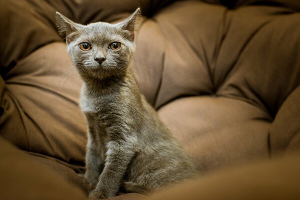 Grey kitten with orange eyes