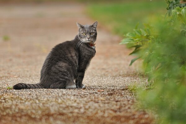 A grey cat is sitting on the road