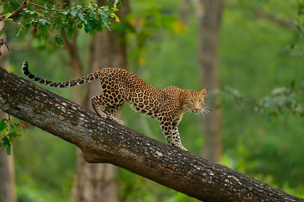 Leopards live in the wild, their any places on trees