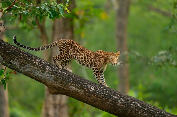 Les léopards vivent dans la nature, leurs endroits dans les arbres