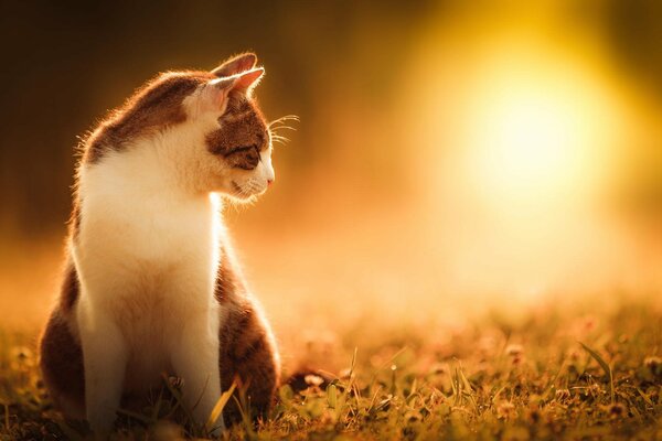 Gato sentado en la hierba viendo la luz del sol