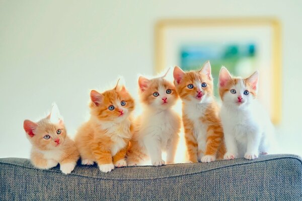 Пятеро рыже-белыз котят с голубыми глазами сидят на спинке серого дивана