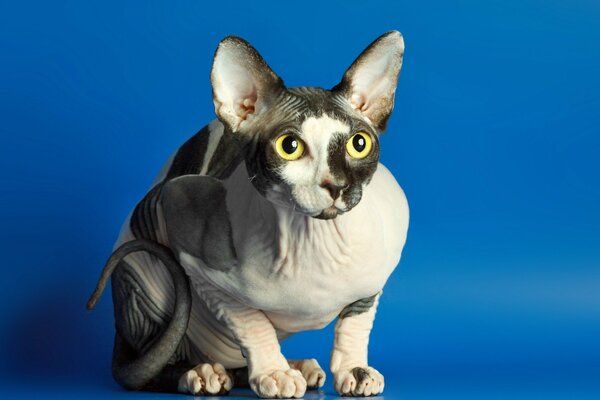 Sphynx gato manchado en alerta