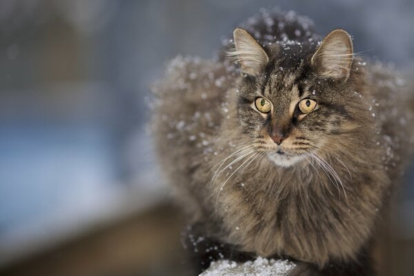 Flauschige schnurrbärtige Katze, die mit Schnee bedeckt ist