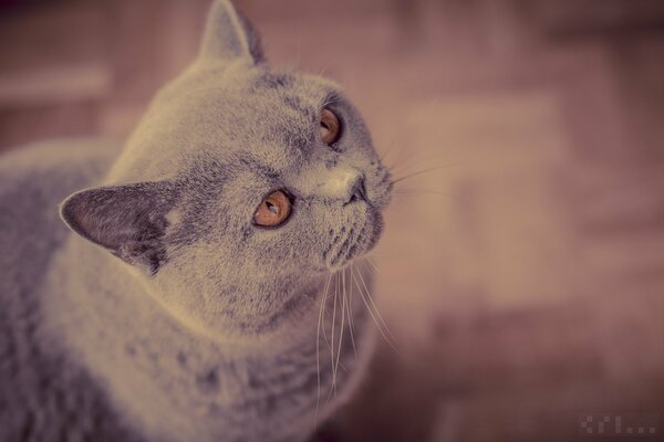 British shorthair cat waiting for food