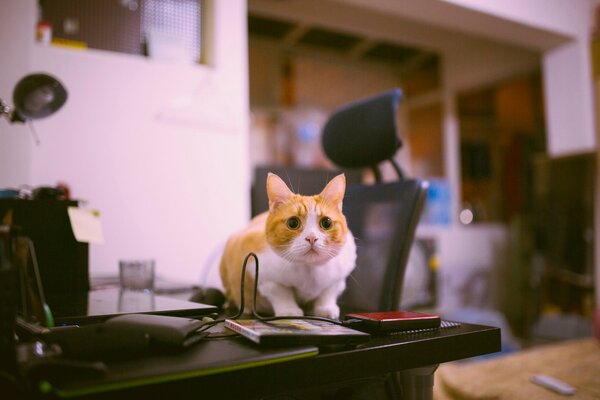 Gato sentado en la mesa