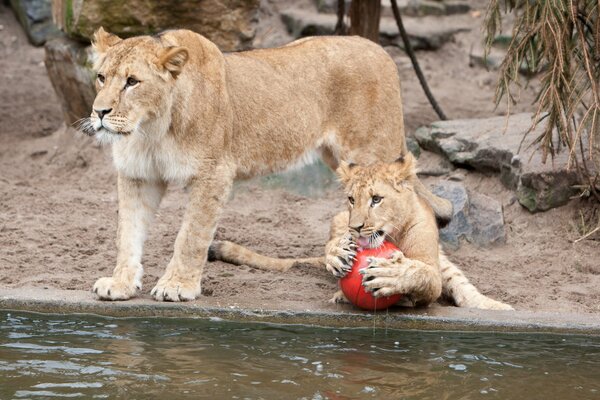 A lioness guards a lion cub playing ball