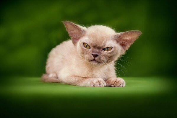 Dans le monde des animaux, le chat maléfique