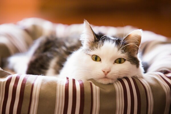 Chat dans le lit à la recherche triste