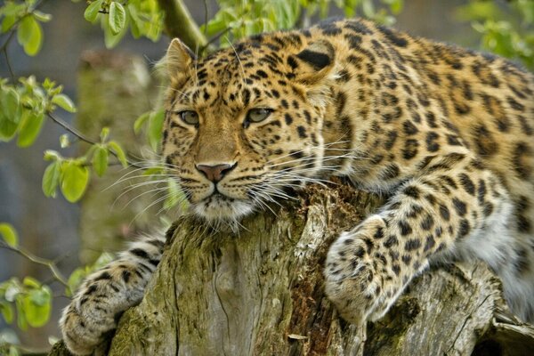 Ein schöner Raubtier - Amur-Leopard liegt auf einem Baumstumpf