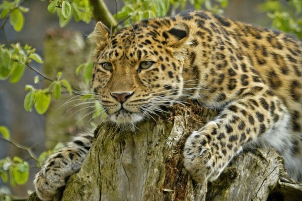 A beautiful predator - the Amur leopard lies on a stump