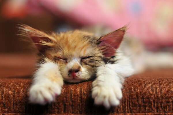 Chat de coloration de couleur dort sur le canapé brun