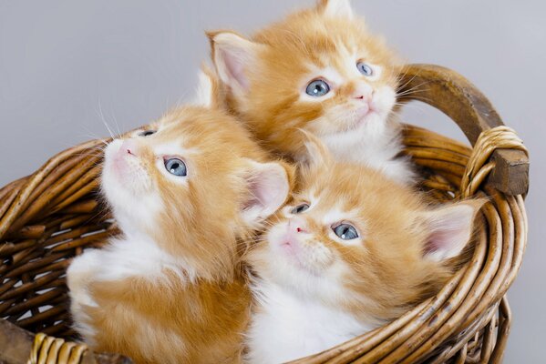 Три рыжих котенка в корзине