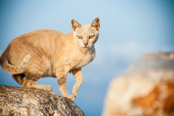 Gato rojo en la piedra. Mirada depredadora