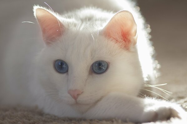 Weiße Katze oder Katze mit blauen Augen und weißem Schnurrbart
