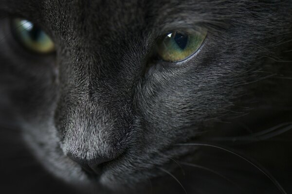 Retrato de un gato. Ojos verdes