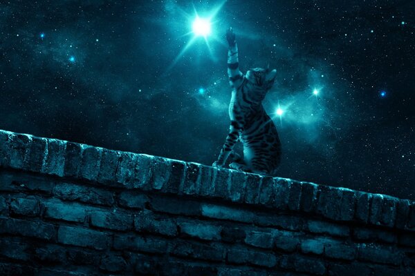 Le chat dans la nuit tente d obtenir une étoile