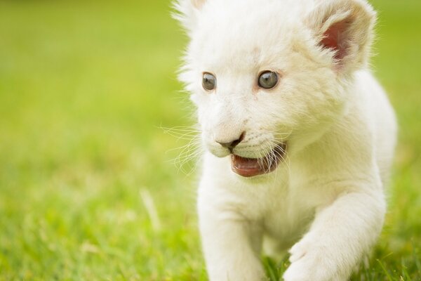 Un cachorro de León blanco corre sobre la hierba verde