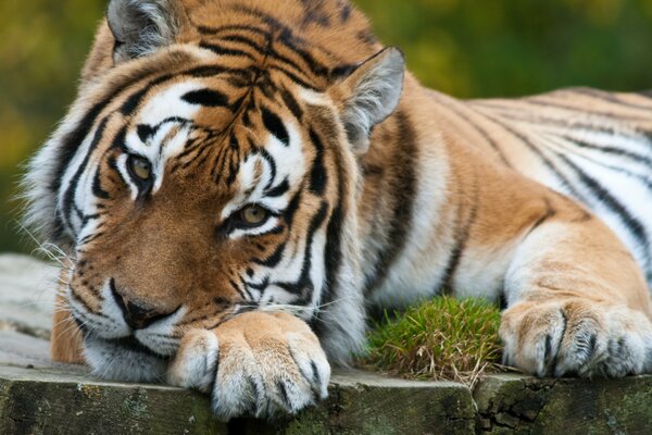 What a thoughtful and sad look the tiger has in the picture