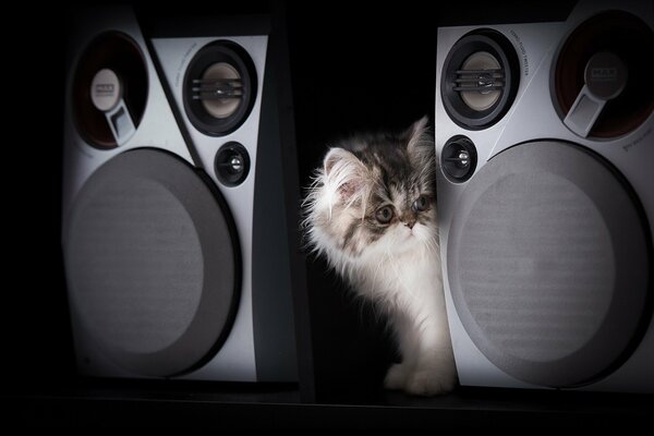 Gato entre dos grandes altavoces musicales