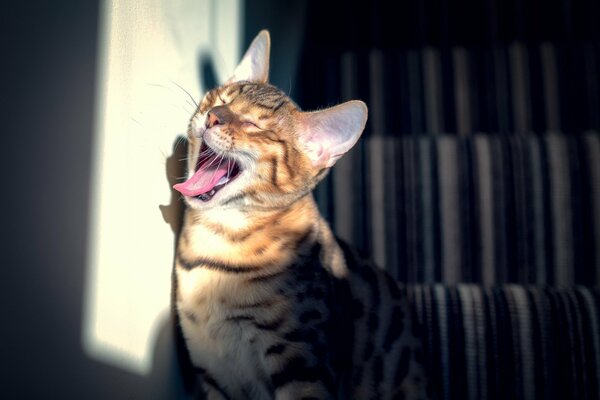 The yawning cat came out into the light