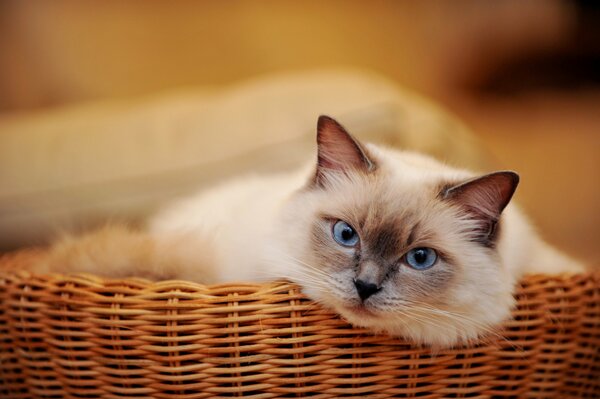 The blue-eyed cat is lying in the basket