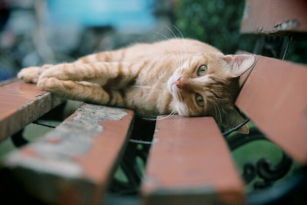 The red cat lay down on the bench