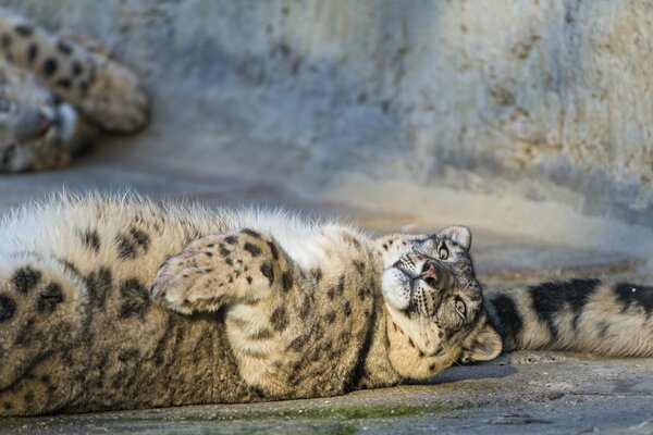 Snow leopard lying on the back