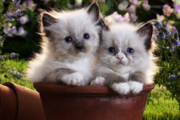 Gattini seduti in un vaso di fiori