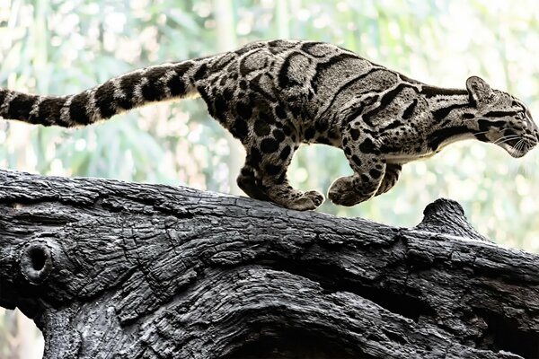 Il leopardo nebuloso sulla trave tende in avanti