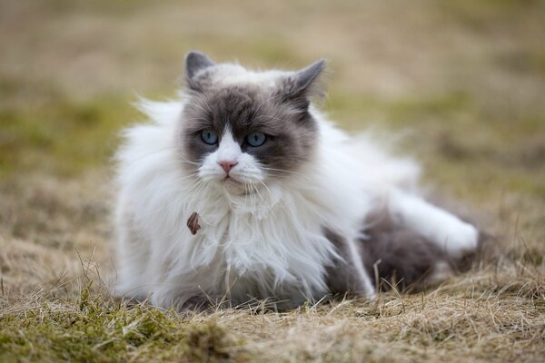 Gatto peloso in tempo ventoso