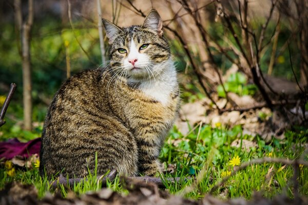 Gato rayado sentado en la hierba en primavera