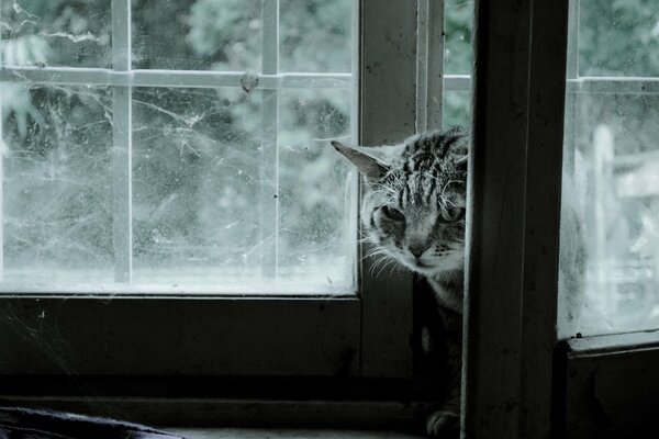 Okno, z którego wystaje szaro-pręgowany kot