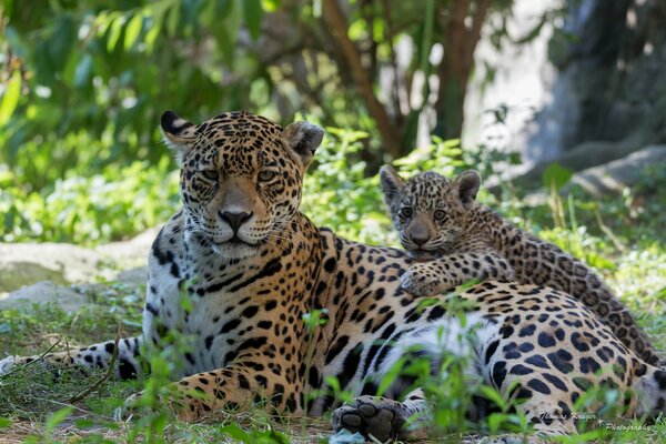 Ein Jaguar und sein Junges im Wald