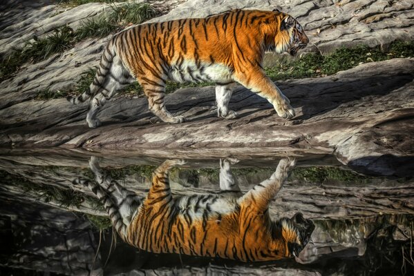 Отражение хищника тигра в воде