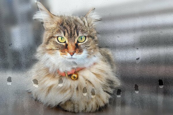 Die Katze schaut mit einem durchdringenden Blick aus dem Fenster