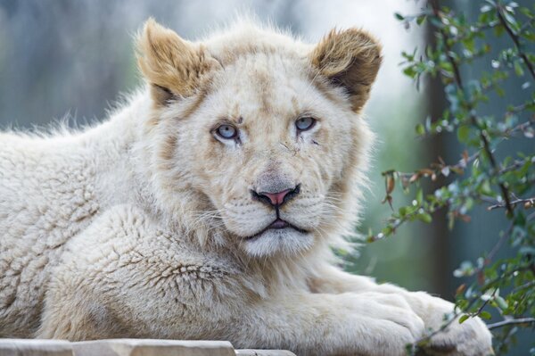 El León de ojos azules me Mira fijamente